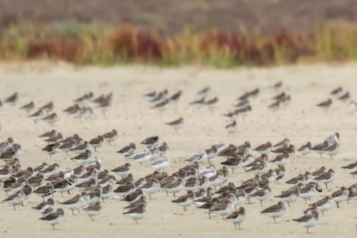 watervogelsenzeezoogdierenwesterschelde